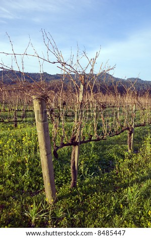 Napa Valley vineyard in the winter sun.