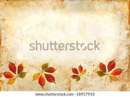 Virginia Creeper leaves in autumn on a grunge background.