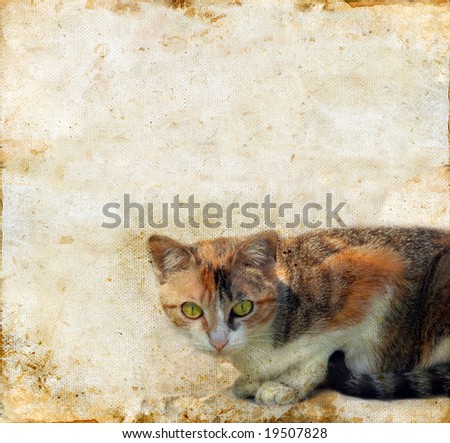 Calico cat on a grunge background. Copy-space for your text.