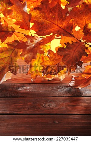 original oak leaves in different shades of brown on old weathered wooden board