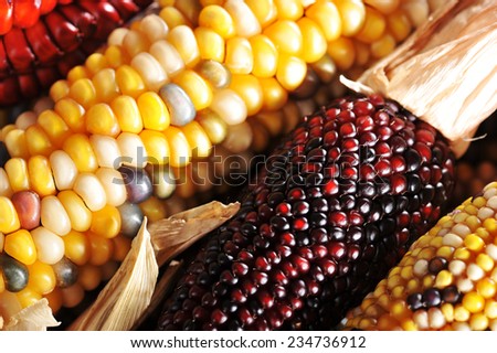 macro detail of some colored maize-cobs for thanksgiving