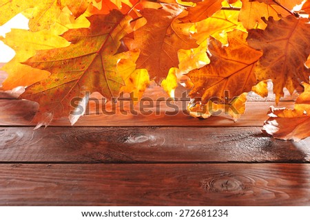 original oak leaves in different shades of brown on old weathered wooden board