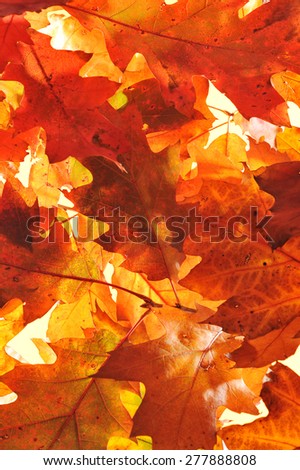 original autumn oak leaves in different shades of brown and red
