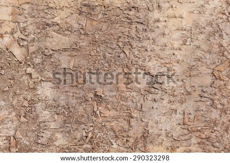 macro detail of an original tree bark with great structural effect