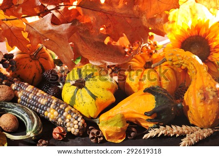 Thanksgiving - different pumpkins with nuts, maize, berries and grain in front of highlighted oak foliage