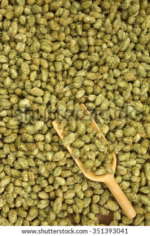 many dried hops for beer and brewery with wooden shovel