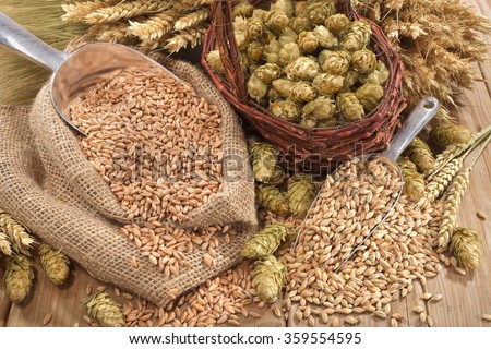 beer ingredients â?? hops, wheat, grain, barley and malt