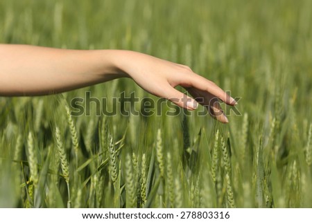 Close up of a woman hand touching softly wheat in a green field in summertime