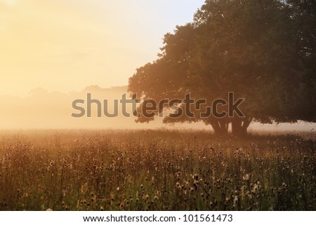 A Tree In Morning Light With Delicate Fog Over Meadow