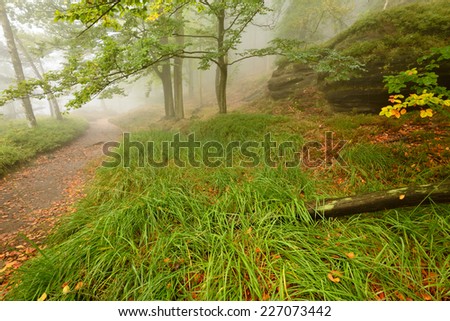 Early Fall in a Misty Forest