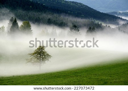 Lone Tree in a fog