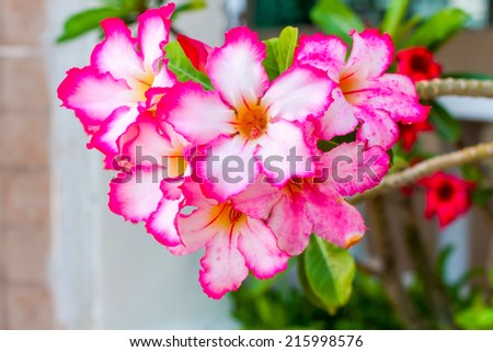 Desert rose, Impala Lily, Azalea, Beautiful growing Desert rose Azalea Bloom flowering plants around swimming pool