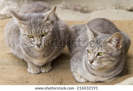 The Asian, Brown Cat, Malayan cat, Burmese cat range of different coat colours and patterns.