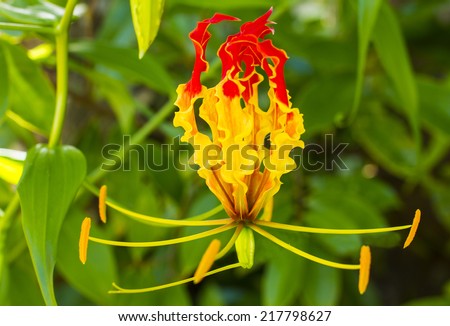 Fire lily, gloriosa lily, flame lily, climbing lily, creeping lily, glory lily, Gloriosa superba, Colchicaceae