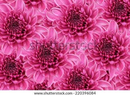 Dahlia, beautiful purple and Colorful Violet Dahlia Amethyst Flower Pattern Background