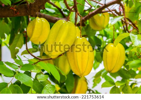 Star apple fruit, Organic Fresh Star fruit or Carambola (Averrhoa carambola) on the Tree, Thailand