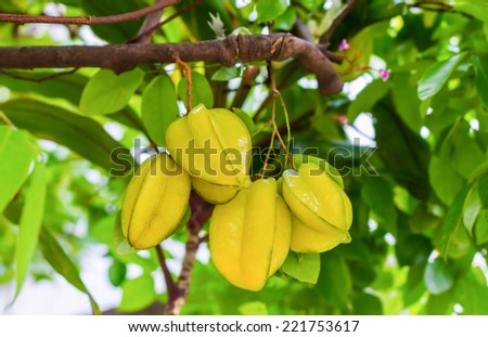Star apple, Fresh Organic Star apple fruit, Star fruit or Carambola (Averrhoa carambola) on the tree, Thai Fruit farm fresh