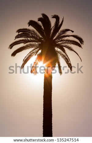Sunset with palm tree. Silhouette of palm date trees at sunset