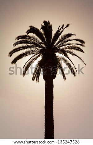 Sunset with palm tree. Silhouette of palm date trees at sunset