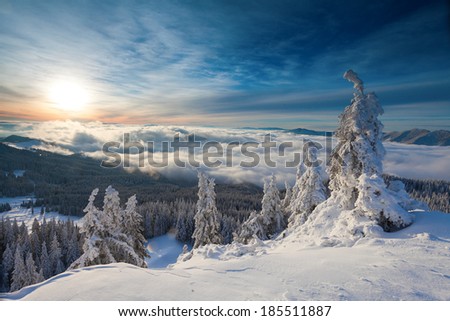 Winter sunrise over the clouds with fir full of snow