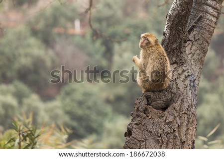 Monkey in tree on Morocco