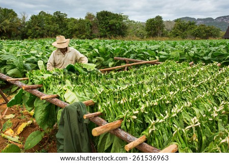 Tobacco farmers collect tobacco leaves
