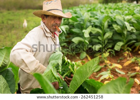 VINALES - FEBRUARY 20: Unknown man working on tobacco field on February 20, 2015 in Vinales. Vinales is a small town and municipality in the north-central Pinar del Rio Province of Cuba