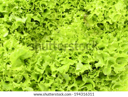 Lettuce  background