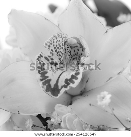 Beautiful Monochrome Lily Isolated on White Background