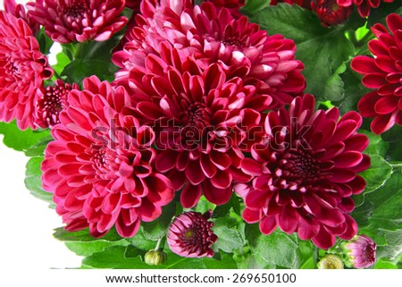 Bouquet of Chrysanthemums Isolated on White Background