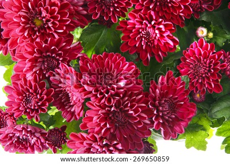Bouquet of Chrysanthemums Isolated on White Background
