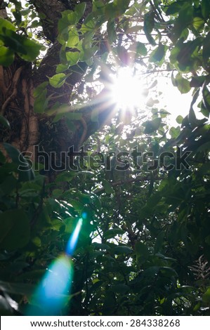 Worms eye view  of tree with lens flare