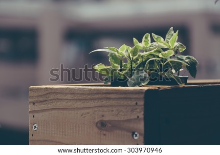 de focus ,selective focus plants in pots in wooden box  on the terrace  filter instagram