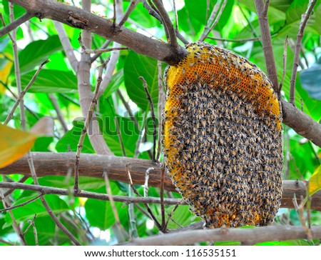 honeycomb on the tree,insect,animal
