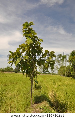teak trees  in farm, thailand,industrial crop