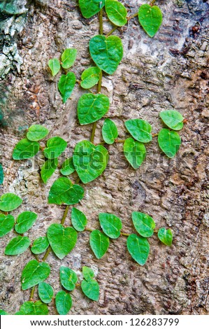 green creeper plants on tree trunk
