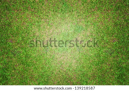 grass texture,grass background