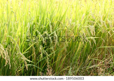 Japanese rice field,ear of young rice in farm,nature scene ,Chiangrai ,Thailand