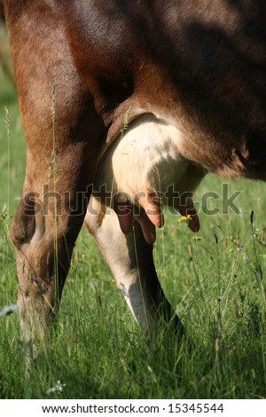 http://image.shutterstock.com/display_pic_with_logo/102209/102209,1217014406,15/stock-photo-cow-udders-full-of-milk-15345544.jpg