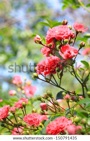Flowers of climbing roses