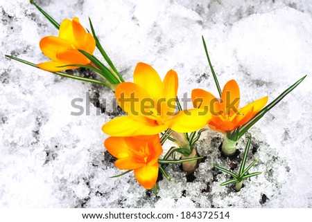 Yellow crocus flowers in the snow