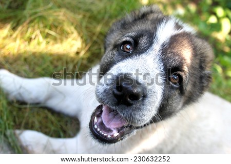 Central Asian Shepherd puppy laying on grass