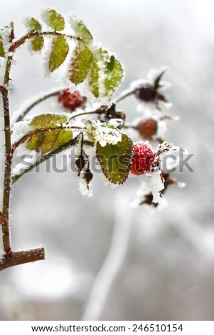 Branch of frozen dog-rose in a winter