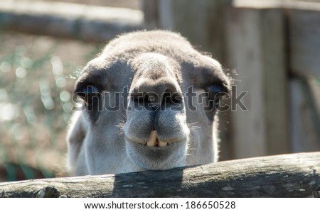 Small camel with crooked teeth looks ahead