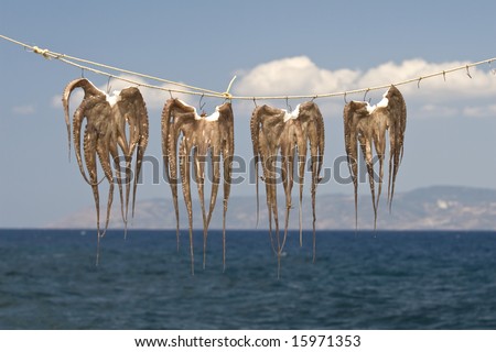 Pictures Of Octopuses. stock photo : Octopuses drying