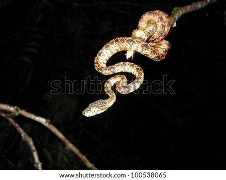 A Snake in the ecuadorian jungle