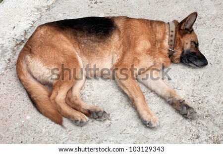 Sleeping shepherd. Don\'t Wake the sleeping dog