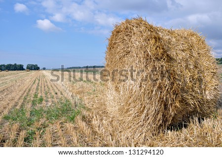 Rolls of hay on the sloping field