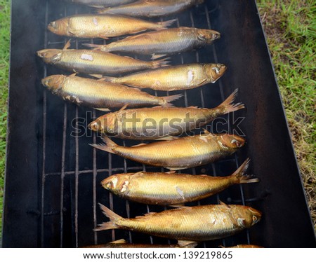 Checking readiness of fish in the smokehouse. Don Herring golden color on a metal grid smoker - smoked fish in the field