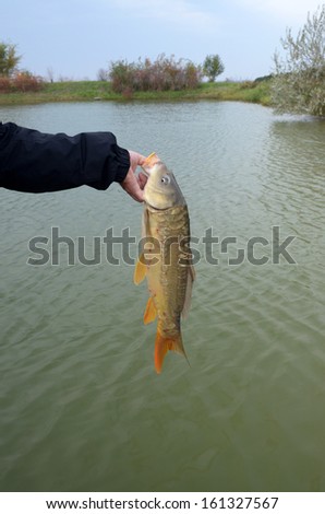 Mirror carp fisherman in his hand above the water